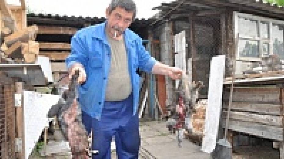 В Павловском районе «чупакабра» продолжает убивать домашних животных