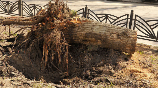 Воронежец отсудил у администрации поселения почти 1 млн рублей за упавшее дерево