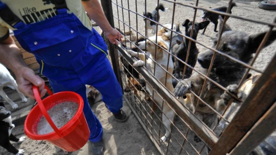 Зоозащитники попросили у воронежских властей остановить массовый отлов собак