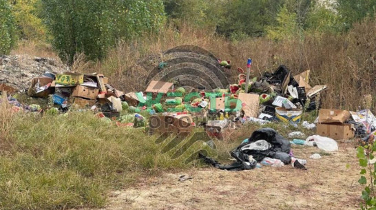 В Воронеже на пустыре возле новой школы обнаружили свалку испорченных арбузов