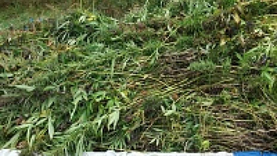 Конопляный плантатор из Воронежской области 12,5 суток поработает на государство