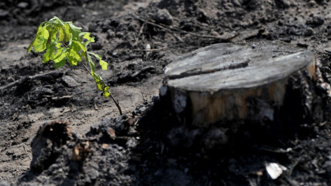 Экологи обязали «Воронежнедра» посадить деревья в песчаном карьере