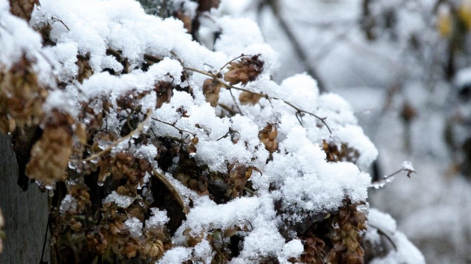 Мокрый снег и сильный ветер ожидают в Воронежской области в ближайшие сутки