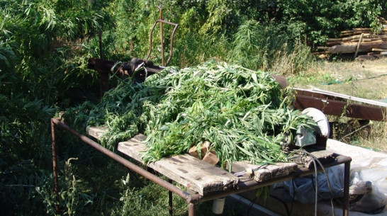 У жителя Воронежской области изъяли 3 килограмма марихуаны и  15 кустов конопли