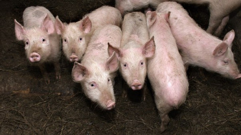 В Воронежской области будут активно развивать свиноводство