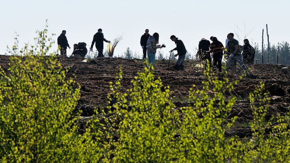 Жители Воронежской области посадили 708 тыс деревьев в ходе акции «Лес Победы»