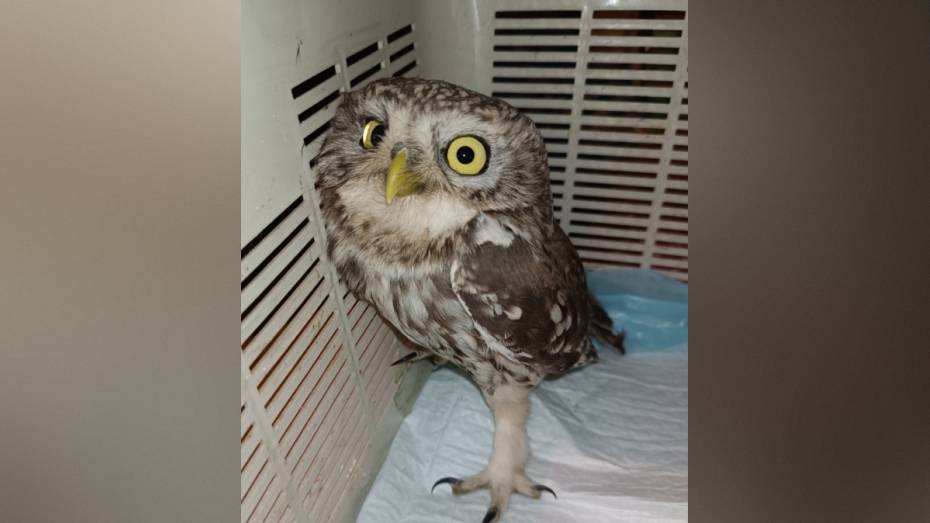 Воронежские волонтеры вылечили домового сыча с черепно-мозговой травмой