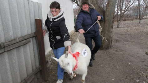 Богучарская многодетная семья получила в подарок козу