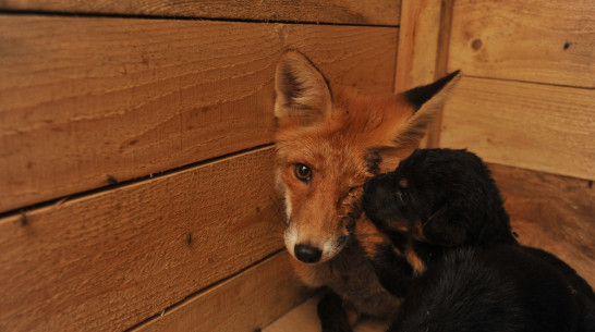 В воронежском приюте для собак лиса заменила щенкам мать