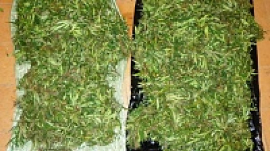 В сарае жительницы Эртильского района полицейские нашли марихуану