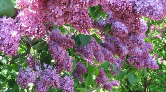 Студенты-активисты украсят Воронеж «Сиренью Победы» 