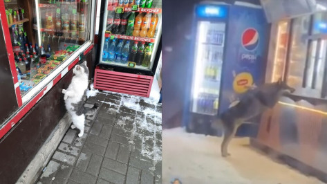 Вслед за прямоходящим котом в Воронеже появился прямоходящий пес