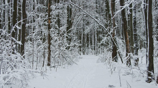 В Воронежской области браконьеры срубили деревья на 1,8 млн рублей