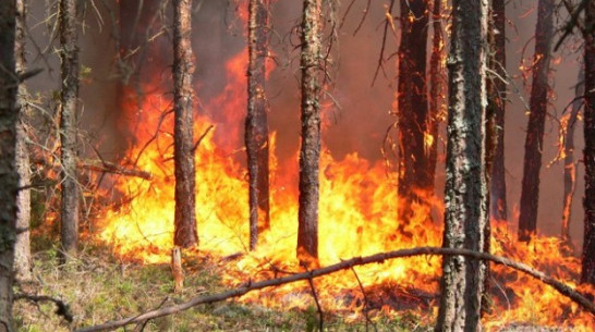 В Верхнемамонском районе потушен лесной пожар