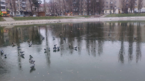 Воронежские зоозащитники – о замерзании озера на Минской: «Оставьте уточек в покое»