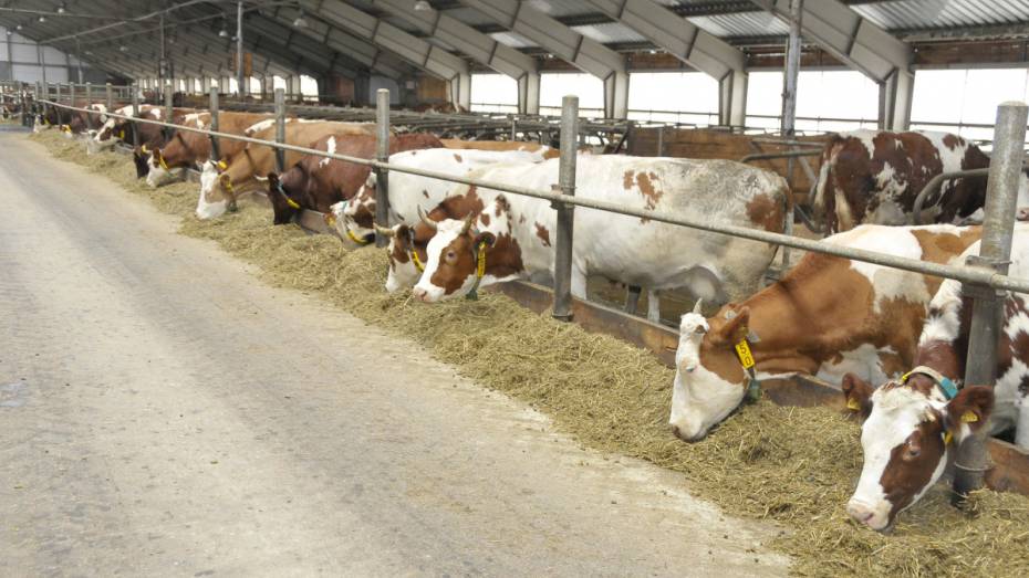 Воронежская область заняла 3 место в России по производству молока