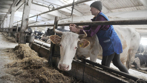 Животноводы Воронежской области смогут получить субсидии на покупку кормов для коров
