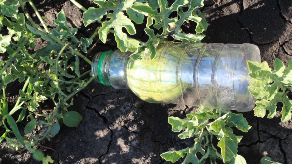 В Верхнехавском районе арбуз вырос в пластиковой бутылке