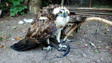 Воронежский центр помощи диким животным попросил горожан о финансовой поддержке