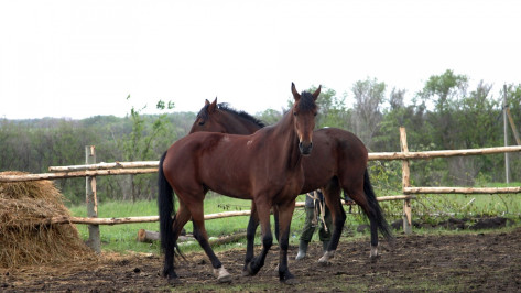 В Воронежском зоопарке к осени построят новую конюшню