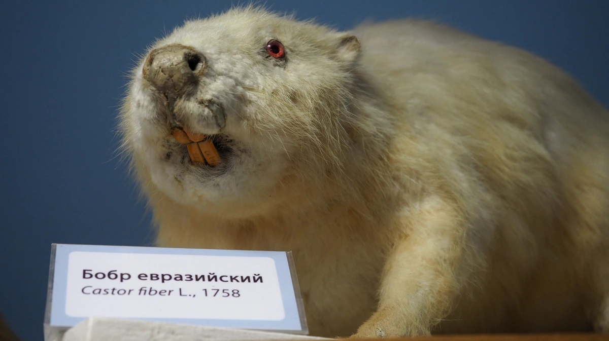 Экспедиция КЮБЗ В Воронежский заповедник