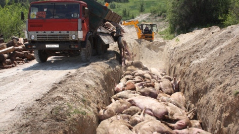 В Богучарском районе полностью уничтожено поголовье свиней