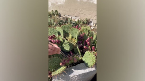 В Ботаническом саду Воронежа созрел урожай кактусов