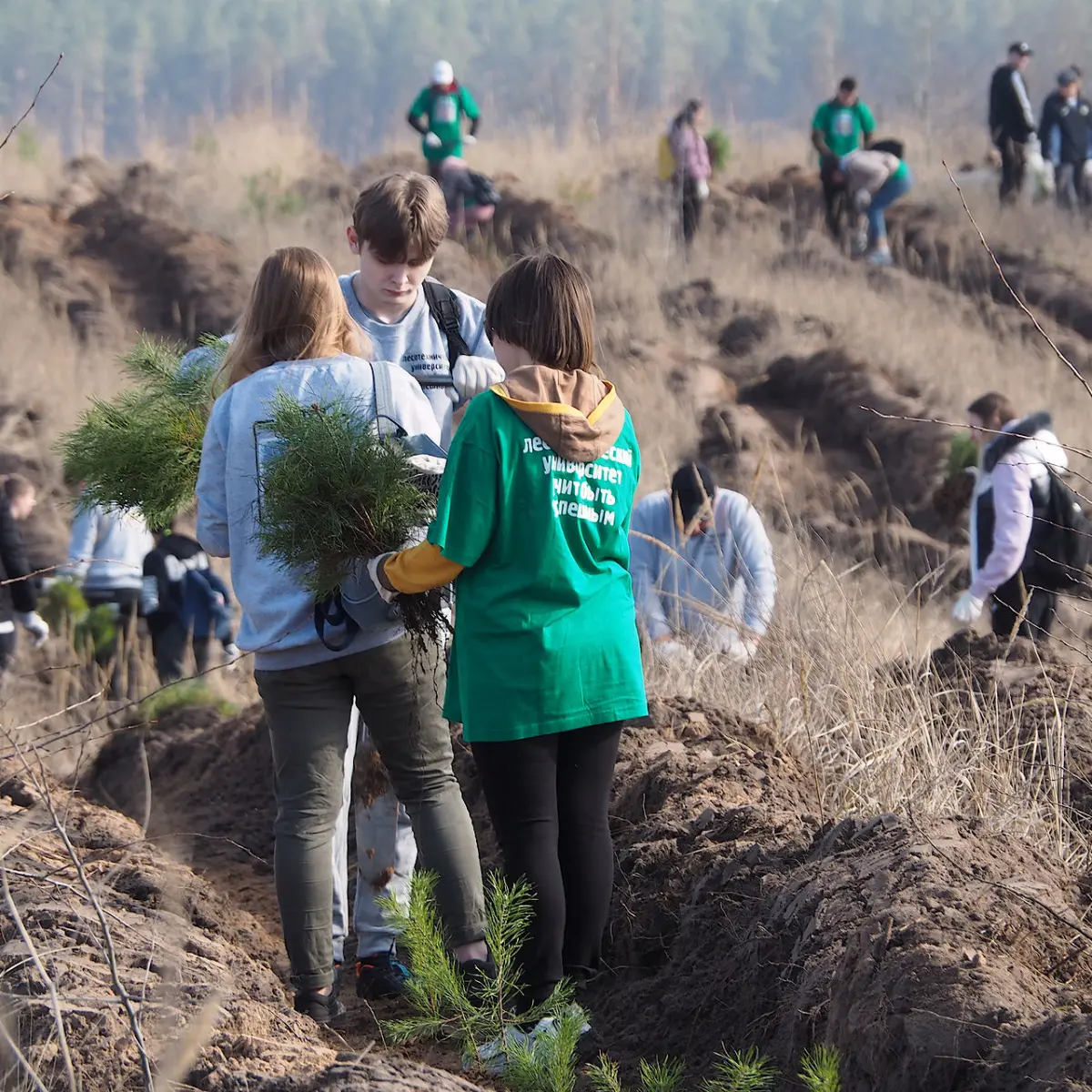 В Воронежской области будет высажено более 7,5 млн молодых растений