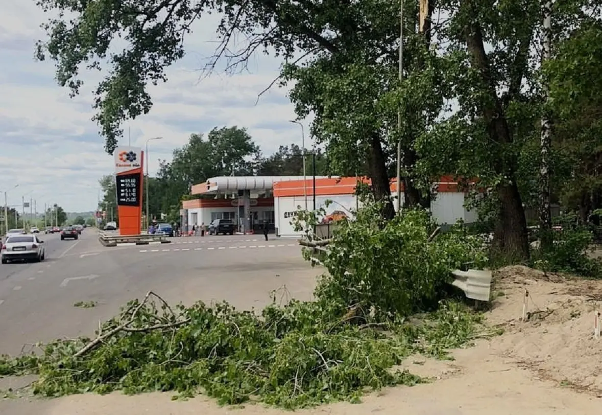 Ветка рухнула на женщину в Воронеже на Лесном кладбище: пострадавшая попала  в больницу