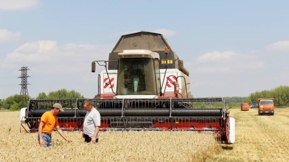 В Таловском районе собрали рекордный урожай зерна за 40 лет