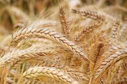 Воронежские аграрии собрали 2 млн тонн зерна