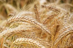Воронежские аграрии собрали 2 млн тонн зерна