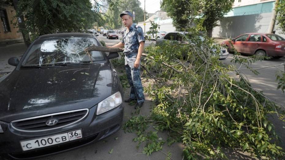 В Воронеже на улице Среднемосковской упавшая ветка пробила лобовое стекло припаркованной иномарки