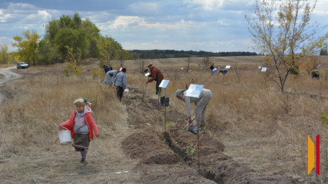 Когда деревья будут большими: как россошанцы возрождают память о земляках-фронтовиках