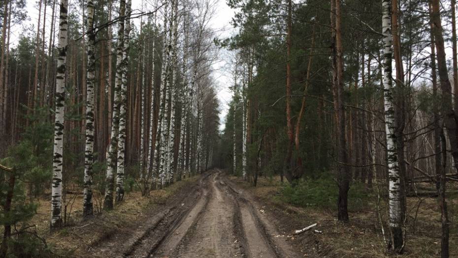 В лесополосе Панинского района нашли тело 44-летнего мужчины