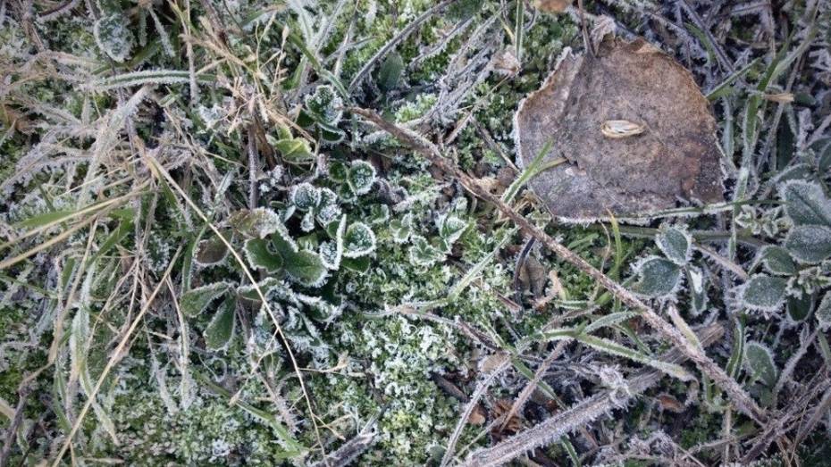 В Нижнедевицком районе ударили первые морозы