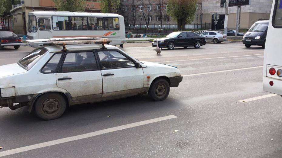 В Воронеже лебедь помешал дорожному движению