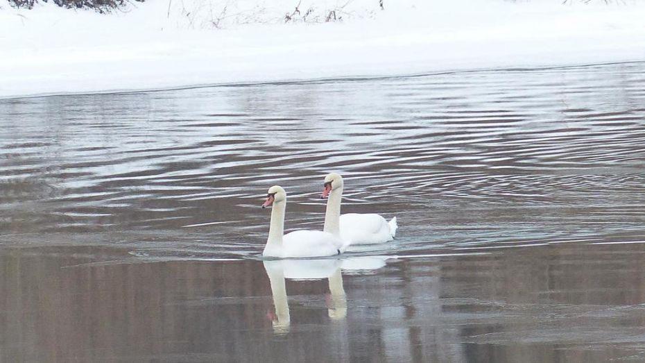 В Россошанском районе пара лебедей осталась на зимовку