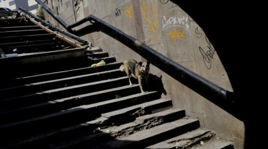 Мэрия Воронежа решила получить 50 млн рублей за переход у Цирка 