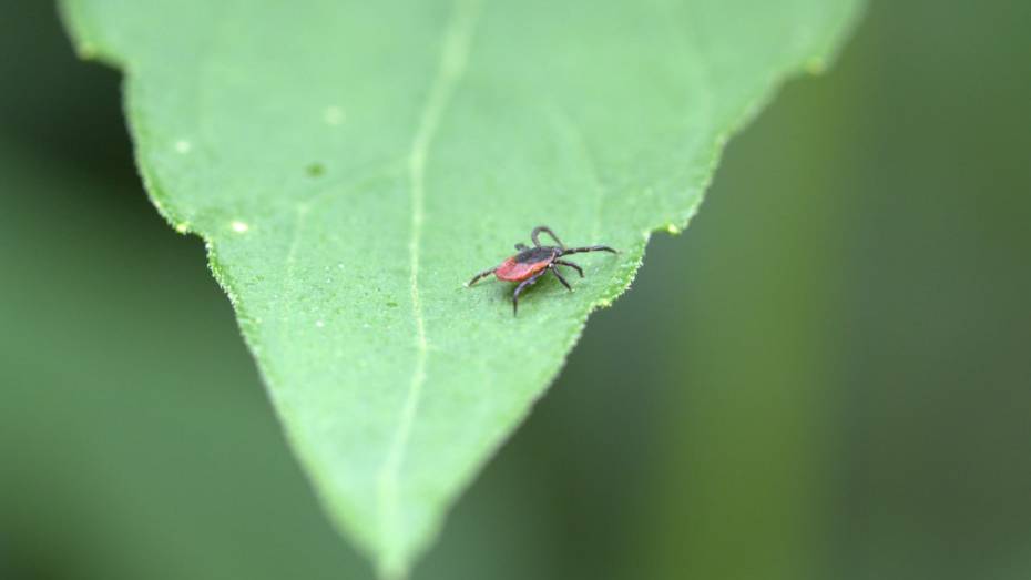 За неделю 55 воронежцев пострадали от укусов клещей
