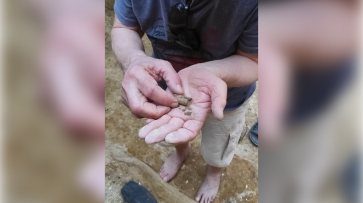 В Воронежской области археологи нашли подвеску из раковины исчезнувшего 40 млн лет назад моллюска