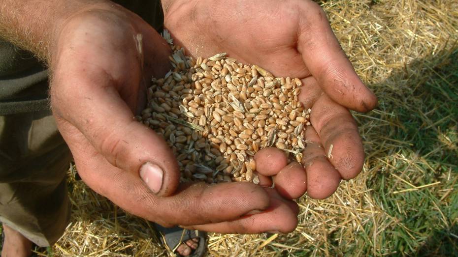 Почти 340 тыс т зерна экспортировали из Воронежской области в 2021 году