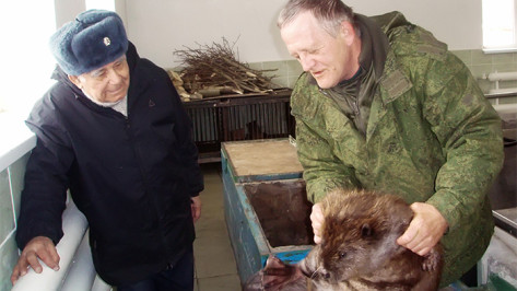 Василий Песков приехал в Воронеж, чтобы увидеть новорожденного бобренка