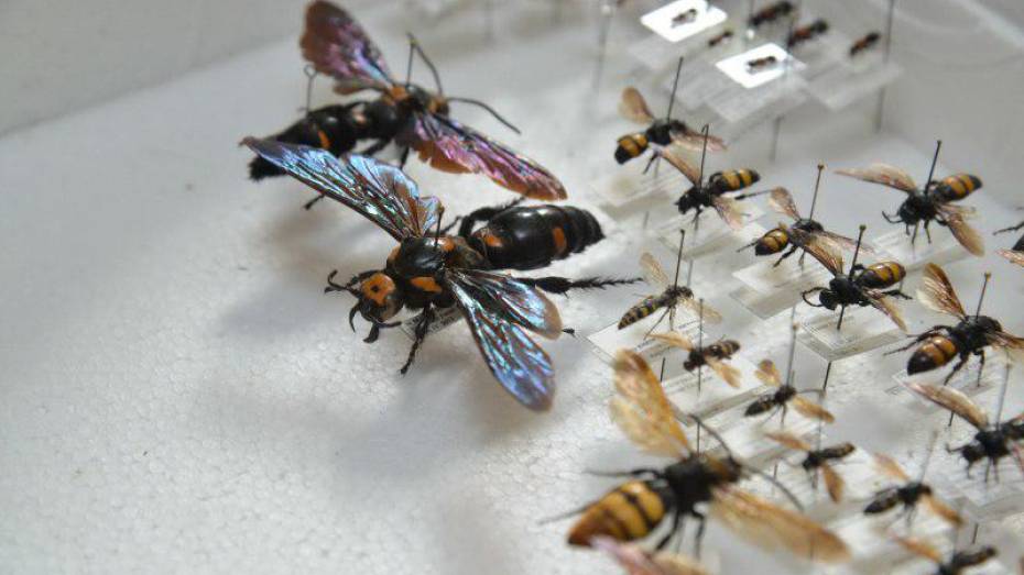 Воронежцам расскажут научные страшилки о насекомых и черных дырах