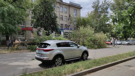 В Воронеже за день приняли 47 заявок об упавших ветках или деревьях