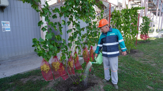 Виноград для коллег: сотрудник воронежского завода готовится к сбору первого урожая на рабочем месте
