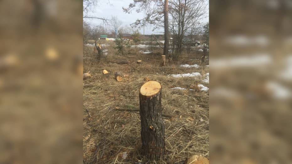 Летом вместо сосен на пляже в Боровом воронежцев встретят пеньки