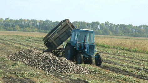 Более 1 млн тонн сахарной свеклы собрали в Воронежской области