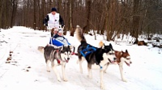 Этой зимой более ста воронежцев прокатились в собачьей упряжке