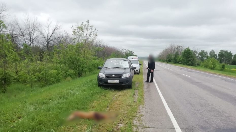 Воронежских водителей предупредили о лесных животных на дорогах